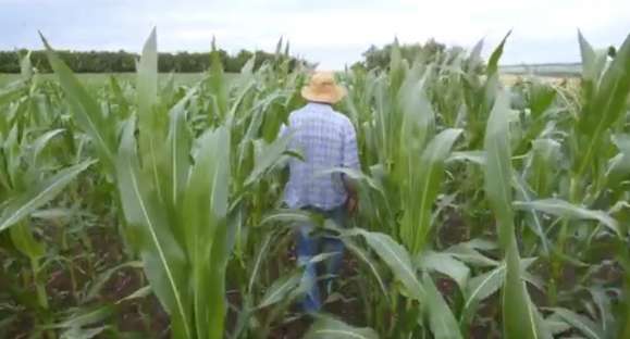 Com previsão de seca, Seguro Rural é recomendado