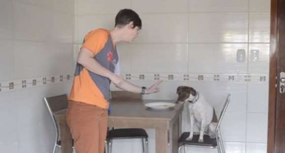Educa Cão: como ensinar o cachorro a não fazer bagunça