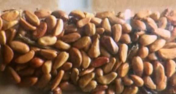Sementes misteriosas apresentam riscos para a agricultura do Brasil