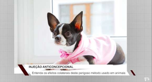 Vida Animal: Efeitos colaterais da injeção anticoncepcional