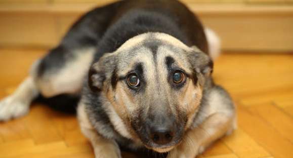 Vida Animal: saiba como amenizar o sofrimento dos pets causado pelos fogos de artifício