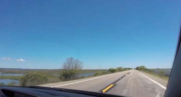 Cuidado na estrada: locomoção de animais aumenta no verão