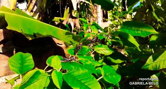 UFSM analisa gafanhotos encontrados em Cachoeira do Sul