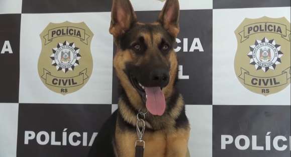 Faro: Veja como os cães são fundamentais para encontrar armas e drogas