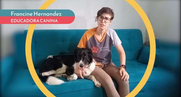 Educa Cão: o que é a gravidez psicológica do cão e o que fazer?