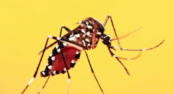 Vigilância em Saúde alerta para cuidado com focos de mosquito da dengue