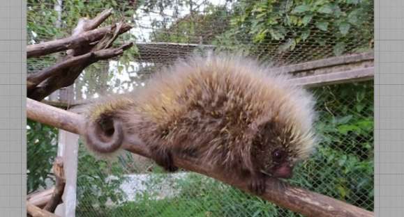 Ouriço: Zoológico de Cachoeira do Sul tem novo bichinho