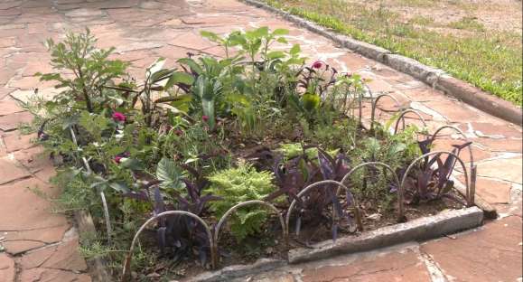 Taxistas cachoeirenses plantam flores para fugir do estresse