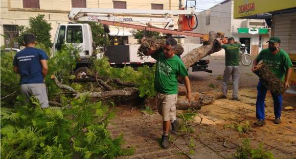 Secretaria do Meio Ambiente faz poda de árvores na Praça Honorato