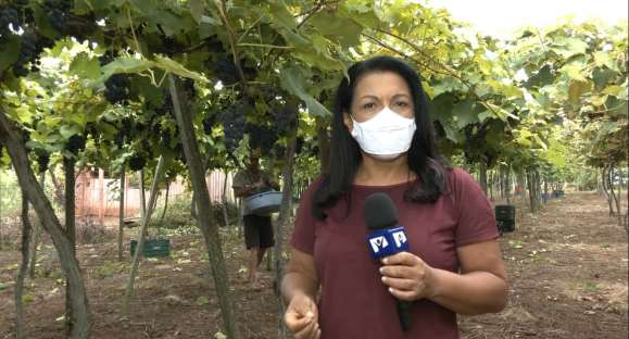 Única agroindústria familiar de suco de uva em Cachoeira pode fechar