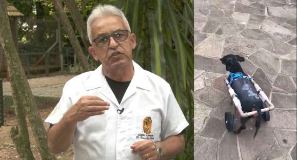 Vida Animal: cães usam cadeiras de rodas após acidentes