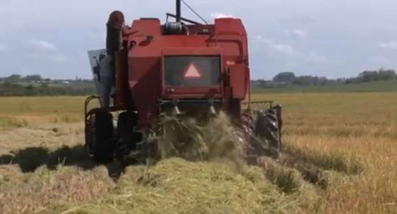 Produtores cachoeirenses começam a colheita do arroz