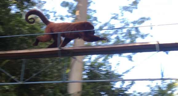 Cachoeirenses criam passarela para bugios
