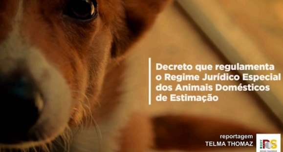 Governo do Rio Grande do Sul proíbe corridas de cães