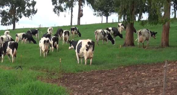 Vacas que pastejam na sombra produzem mais leite