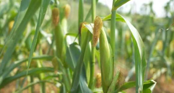 Estimativa indica colheita recorde no Brasil e recuperação da safra no RS
