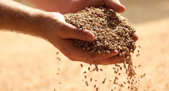 Exportações do agronegócio gaúcho sofrem queda de 16%