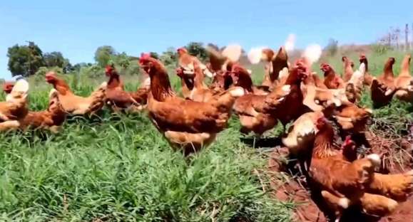 Cooperativa aposta em ovos coloniais produzidos por galinhas livres
