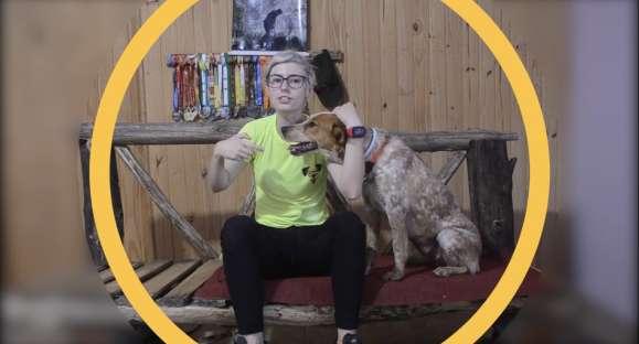 Educa Cão: meu cachorro morde, lambe, late e cava ; e agora?