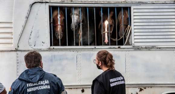Novo programa vai coibir contaminação de febre aftosa no RS