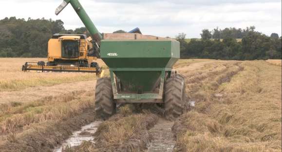 Arroz: 25% da área semeada já foi colhida em Cachoeira