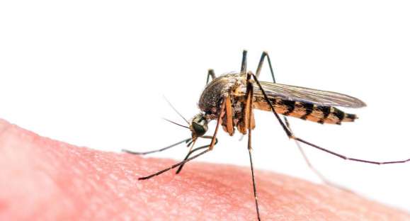 Caso suspeito de zika não foi solucionado porque cachoeirense se negou a fazer teste