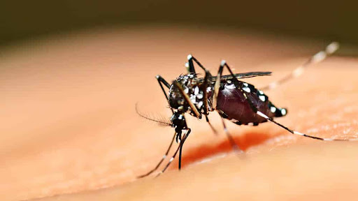 Rio Grande do Sul declara emergência por febre amarela