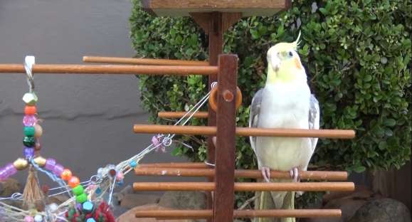 ‘Pássaro blogueiro’ virou celebridade no norte gaúcho
