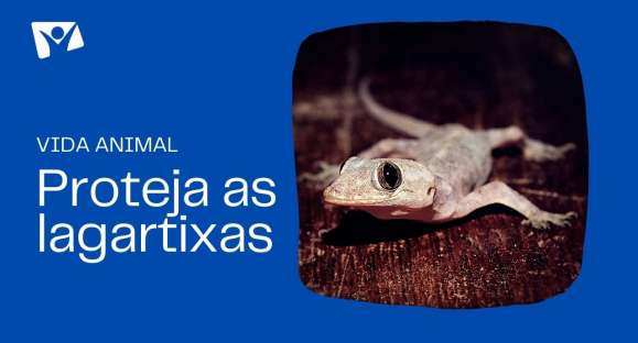 Vida animal: Proteja as lagartixas em sua casa