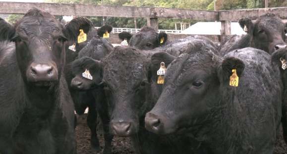 54ª Feira de Terneiros é nesta quarta-feira