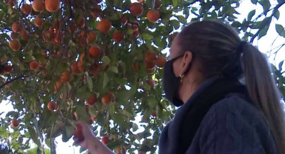 “Pomar Solidário” coleta frutas, verduras e legumes para doação