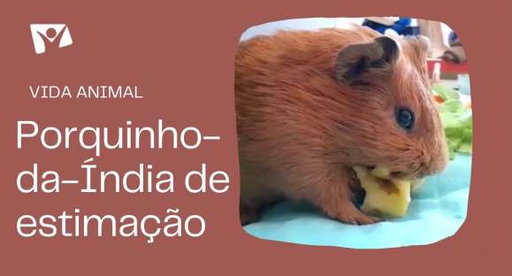 Vida Animal: um porquinho-da-Índia para estimação