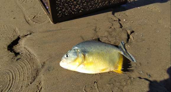 Pescadores prejudicados pelas palometas em General Câmara receberão auxílio