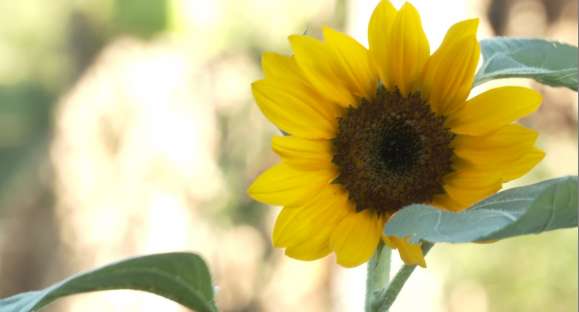 Cachoeira do Sul colhe primeiros girassóis do projeto Flores para Todos