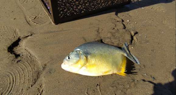 Incidência de palometas no Rio Jacuí cresce e preocupa ainda mais