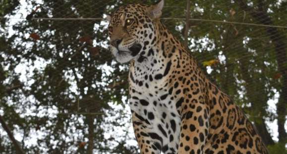 Zoológico Municipal de Cachoeira reabre para o público na sexta-feira