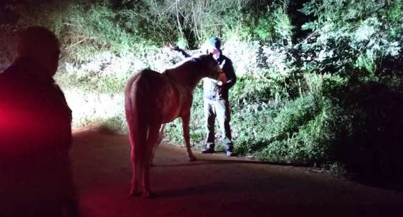 Seis cavalos soltos são apreendidos em Cachoeira