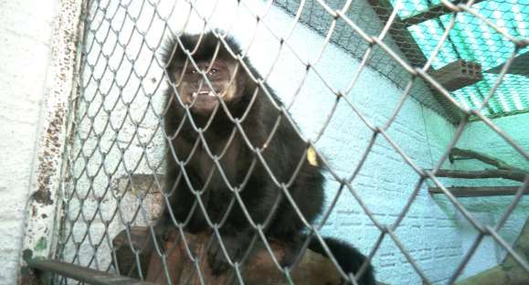 Macaco Nico está de volta ao Zoológico de Cachoeira
