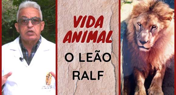 Vida Animal: as aventuras do leão Ralf