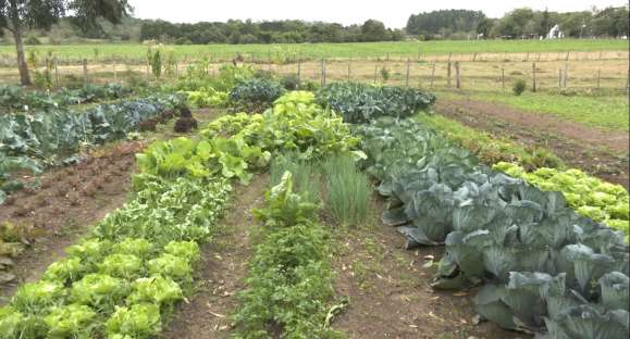 Casal cultiva verduras e clientes podem colher direto da horta