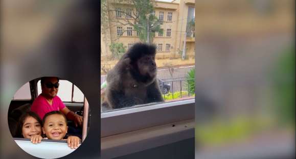 Procurado! Macaco foge do Zoológico de Cachoeira e passeia pela cidade