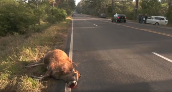 Cempra apela para que pessoas não deixem animais soltos