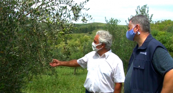 Melhor safra de oliveiras em propriedade de Caçapava do Sul
