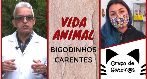 Vida Animal: ‘Bigodinhos Carentes’ resgata animais abandonados e vítimas de maus tratos
